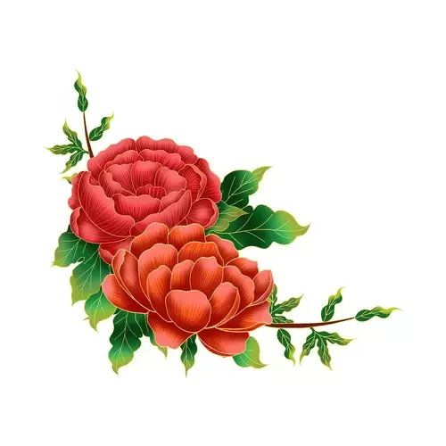 紅牡丹花插圖