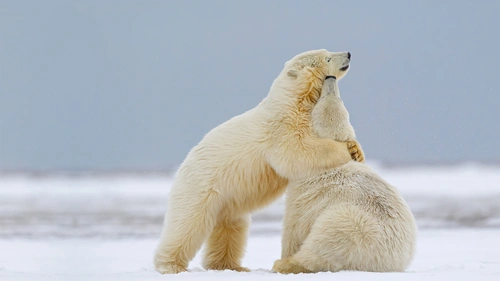 北極熊4K高清桌布