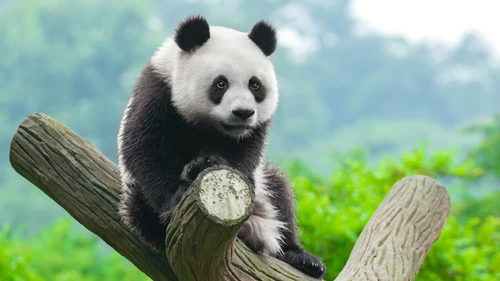 熊貓4K高清桌布