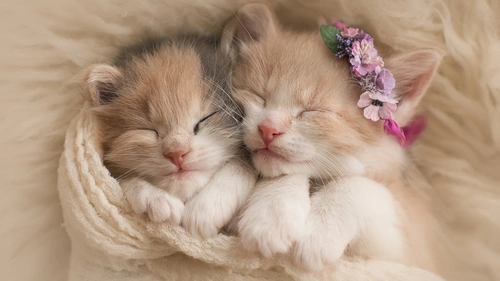 兩隻可愛的貓4K高清桌布